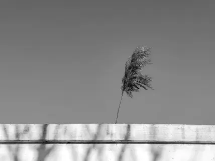 Casino Napoli Application mobile